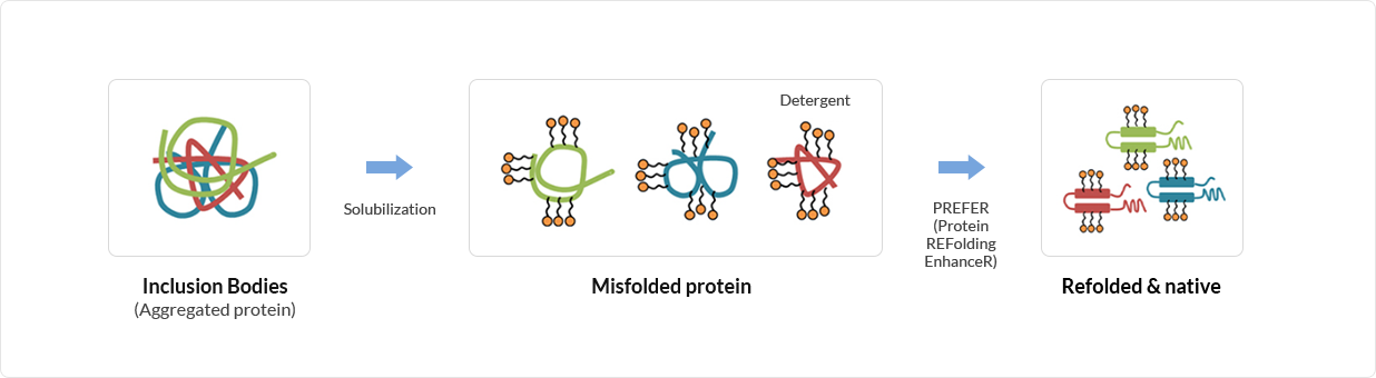 단백질 활성복원 기술 (PREFER)