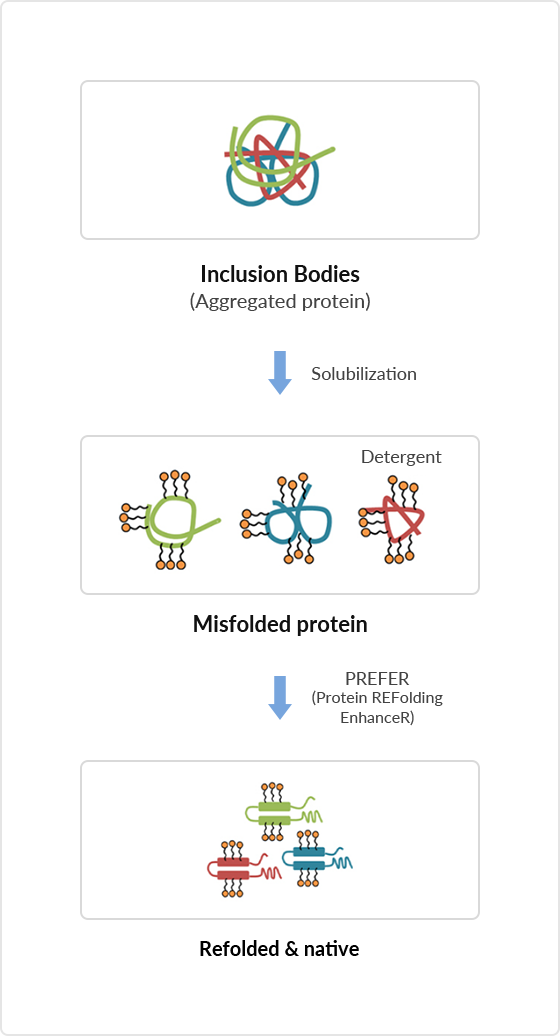 단백질 활성복원 기술 (PREFER)
