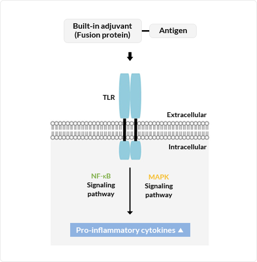Protein REFolding EnhanceR Technology (PREFER)